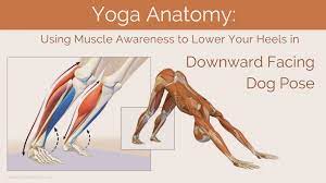 Downward dog is one of the most well known poses in yoga, but it can actually be quite a struggle in addition to being an inversion, down dog can also be used as a resting pose throughout your benefits of downward dog. Yoga Anatomy Using Muscle Awareness To Lower Your Heels In Downward Facing Dog Pose Yogauonline