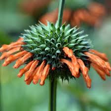 Image result for Leonotis grandis