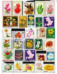 Image result for Acridocarpus natalitius