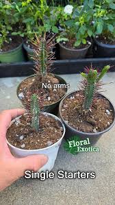 Image result for Euphorbia plenispina