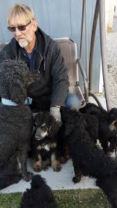 Next litter standard poodles due may 2021. Cost Of Puppies Doing It Right The First Time And Doing It Again Breeding Original Poodle Colors In Phantom Sable Brindle Parti And Solids From Health Tested Parents And Lines
