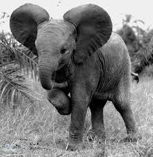 Beautiful Black And White Elephant Pictures Baby Elephant Black And White Photography Baby Elephant Elephant Animals Beautiful