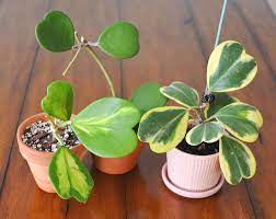 Some grow close to the sea level, whereas others bloom in high altitudes. The Top 5 Hoya Care Mistakes How To Correct Them Stamen Stem