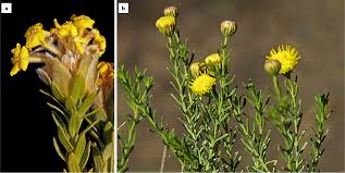 Image result for Gnidia burchellii