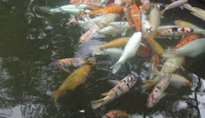 Mimpi menangkap ikan dalam sebuah ajaran islam dapat diartikan sebagai suatu pertanda baik bagi setiap orang yang mengalaminya. Ikan Pemakan Jentik Nyamuk Di Kolam Aquarium Bak Mandi Sumur Sekolah Mentari Bali Holiday