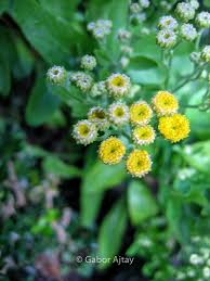 Image result for Tanacetum balsamita