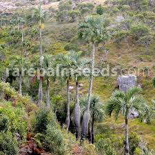 Image result for Diplazium cyamudongoense