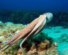 How long could he have lasted out of water? Octopus Wikipedia