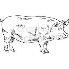 Black And White Realistic Pig Vector Clipart Pig Vector Vector Clipart Clip Art
