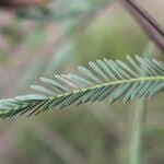 Image result for Aeschynomene sensitiva