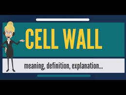 Check spelling or type a new query. What Is Cell Wall What Does Cell Wall Mean Cell Wall Meaning Definition Explanation Youtube
