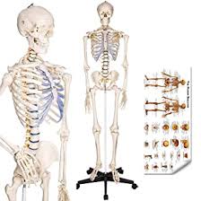 The vertebral column of the lower back includes the five lumbar vertebrae, the sacrum, and the coccyx. Ronten Human Skeleton Model Anatomical Skeleton Lifesize 70 8 In Including Booth Cover Poster Amazon Com Industrial Scientific
