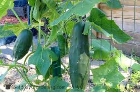 Making you own trellis net to support cucumbers from scratch. Cucumber Trellis Diy How To Make A Cucumber Arch Trellis Get Busy Gardening