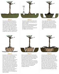 How To Transplant A Tree Washington Post Tree Transplanting Trees To Plant Plants