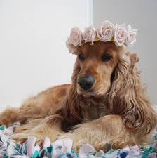 Bu Kopek Ayni Cips Gibi Cocker Spaniel Spaniel Breeds Spaniel
