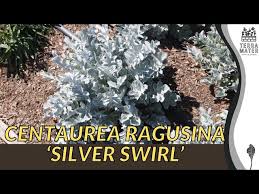 Image result for Centaurea ragusina