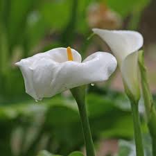 Der Blutenstand Der Kubelpflanze Zantedeschia Ahnelt Dem Einer Drachenwurz Calla Zantedeschia Kuebelpflanze Zimmerpflanze Meinschoenergarten