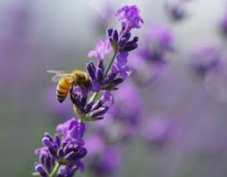 Check spelling or type a new query. Bee Gardens Mother Earth News
