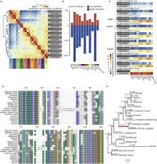 A primitive lung and the ability to survive in astate of estivation, which is similar to hibernation. African Lungfish Genome Sheds Light On The Vertebrate Water To Land Transition Sciencedirect