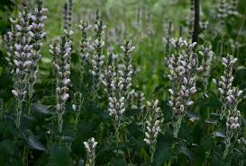 Image result for Isoglossa