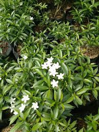 We did not find results for: Tanaman Sabrina Sinox Nursery