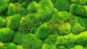 Le Mur En Mousse Nouvelle Tendance Dans L Habitat Mur Vegetal Interieur Mur De Mousse Mur Vegetal