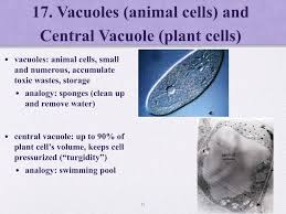 This terminology persists in referring to endospermic seeds as albuminous. Ppt 1 Volume Cytosol And Cytoplasm Powerpoint Presentation Free Download Id 5958407