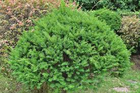イチイ 一位 庭木図鑑 植木ペディア