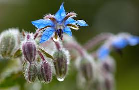 La borragine è una pianta selvatica appartenente alla famiglia delle boraginaceae, la cui coltivazione si è largamente diffusa per le proprietà nutritive di cui è dotata. Come Si Cucina La Borragine Cure Naturali It