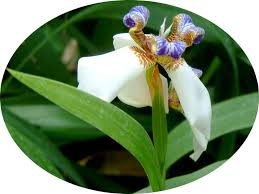 Image result for Neomarica northiana