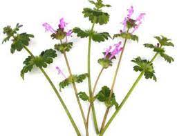You can control lawn weeds with yellow flowers, such as dandelion, yellow clover and oxalis, by using a weed and feed fertilizer, but there are more ecological ways. Grow Controlling Winter Annual Weeds Lifestyles Stwnewspress Com