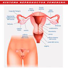 Â¿cuã¡ndo me vendrã¡ la menstruaciã³n? Esquema Del Aparato Reproductor Femenino Fotos Guia 2021