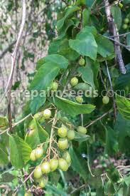 Image result for Bonamia