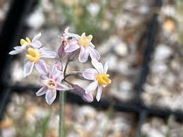 Image result for Tulbaghia acutiloba
