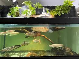 240水槽レイアウト | 南国水槽