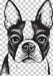 Puppy Png Images Puppy Clipart Free Download Boston Terrier Illustration Monkey Illustration Boston Terrier