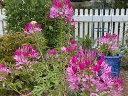 Image result for Cleome macrophylla