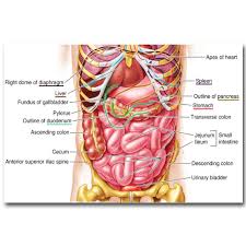 Check spelling or type a new query. Nicoleshenting Human Anatomy Stomach System Art Silk Poster 13x20 24x36 Inch Body Map Pictures For Medical Education 011 Buy At The Price Of 4 79 In Aliexpress Com Imall Com