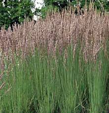 Pin Von Kathrin Auf Trees Gras Und Garten