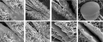 Image result for Tricliceras lobatum