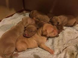 Check spelling or type a new query. Pitbull Puppies Pets And Animals For Sale Tennessee