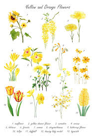 ✓ free for commercial use ✓ high quality images. Yellow And Orange Flower Collections Painting By Color Color