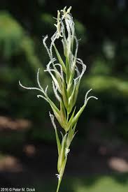 Image result for Anthoxanthum nivale