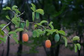 Image result for Ximenia americana