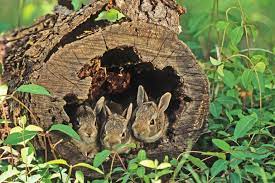 Eastern Cottontail Rabbit