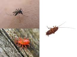 Barrier pest control is a family owned and operated company, with over 30 years experience in the central ontario pest control market. Best Pest Control In Hong Kong I Pest Management I Alpha Green