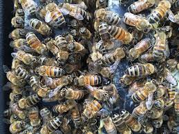 At first, i noticed only bumble bees and honey bees nectaring on the blooms, but almost immediately i saw big arcs cut out of the petals. How Do Bees Make Honey And Why Do They Sting Vermont Public Radio