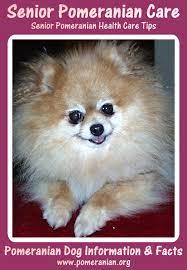 Pomeranian Senior Care Pomeranian Dog Dogs Your Dog