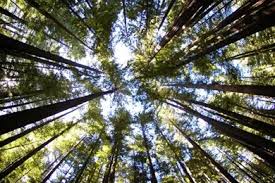 We did not find results for: Redwood Tree Wallpapers Wallpapers