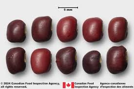 Image result for Vigna